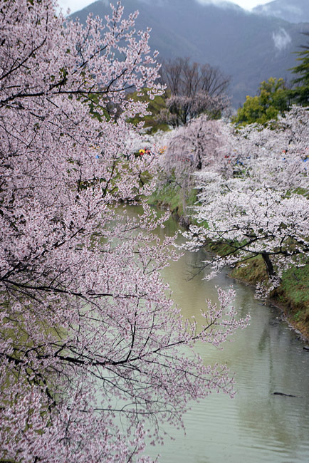 お堀と桜